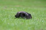 CANE CORSO 1245